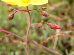 Hypericum linariifolium