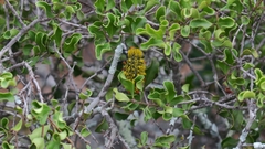 Julodis