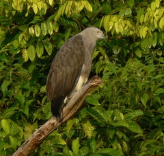 Haliaeetus humilis