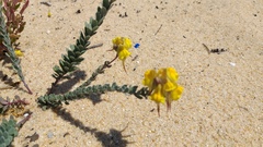 Linaria polygalifolia