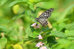 Papilio clytia