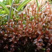 Weigel's Bryum Moss - Photo (c) Stefan Gey, some rights reserved (CC BY-NC), uploaded by Stefan Gey