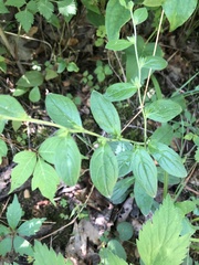 Lithospermum tuberosum
