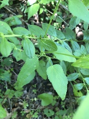 Lithospermum tuberosum
