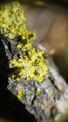 Vulpicida canadensis