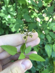 Thaspium trifoliatum