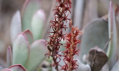 Adromischus sphenophyllus