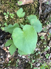 Thaspium trifoliatum