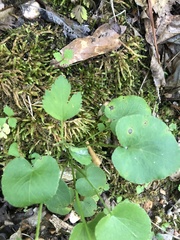 Thaspium trifoliatum