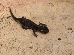 Ommatotriton ophryticus