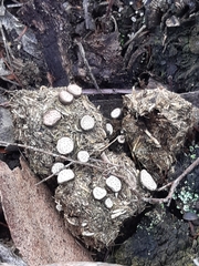 Poronia erici
