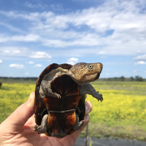 Eastern Mud Turtle