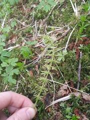 Equisetum pratense image