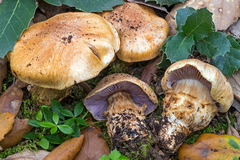 Cortinarius caligatus