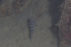 Thorogobius ephippiatus