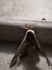 Saturnia pyri