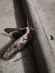 Saturnia pyri