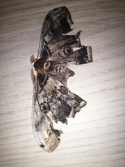 Saturnia pyri