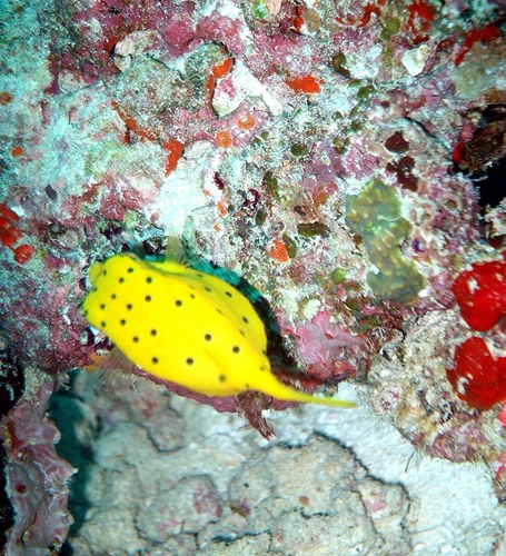 Yellow Boxfish — seen at this dive site