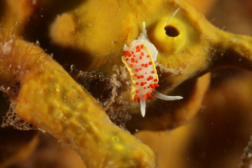Red Papillae Dorid