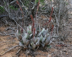 Adromischus sphenophyllus
