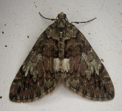 Hydriomena irata