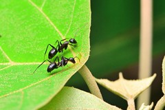 Camponotus carin