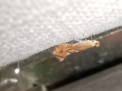 Phyllonorycter coryli