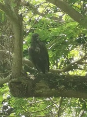 Nisaetus cirrhatus limnaeetus