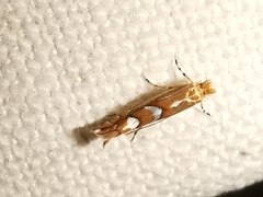 Phyllonorycter coryli