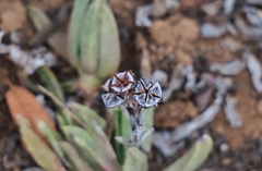 Bergeranthus scapiger