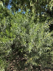 Acacia leptostachya