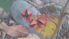 Clerodendrum trichotomum