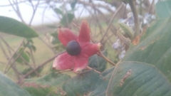 Clerodendrum trichotomum