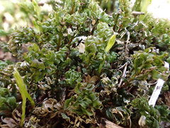 Mnium spinosum