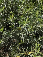 Acacia leptostachya