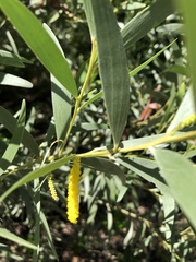 Acacia leptostachya