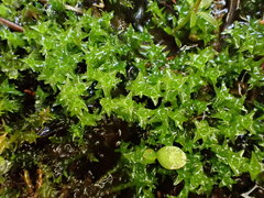 Diobelonella palustris