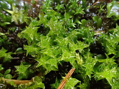 Diobelonella palustris