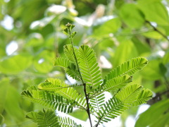 Phyllanthus emblica