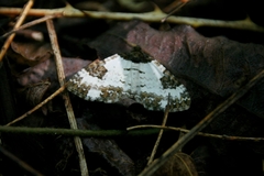 Melanthia procellata