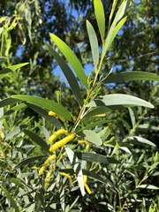 Acacia leptostachya