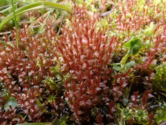 Ptychostomum weigelii