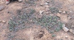 Bergeranthus scapiger