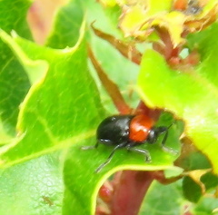 Cryptocephalus sanguinicollis