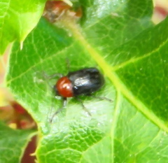 Cryptocephalus sanguinicollis