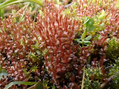 Ptychostomum weigelii