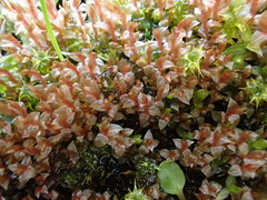 Ptychostomum weigelii