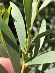 Acacia leptostachya
