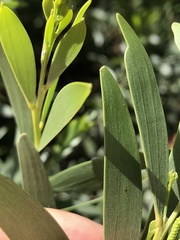 Acacia leptostachya